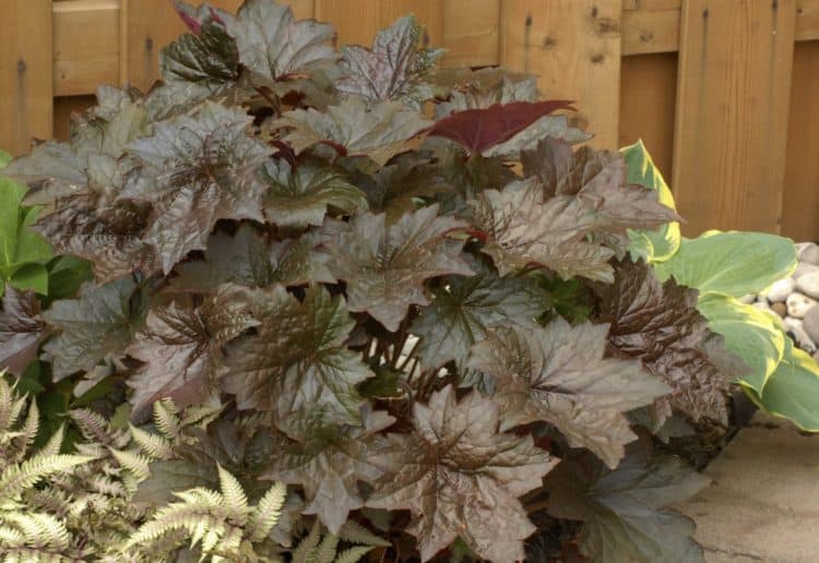 Native to North America, Heuchera were originally grown for their flowers