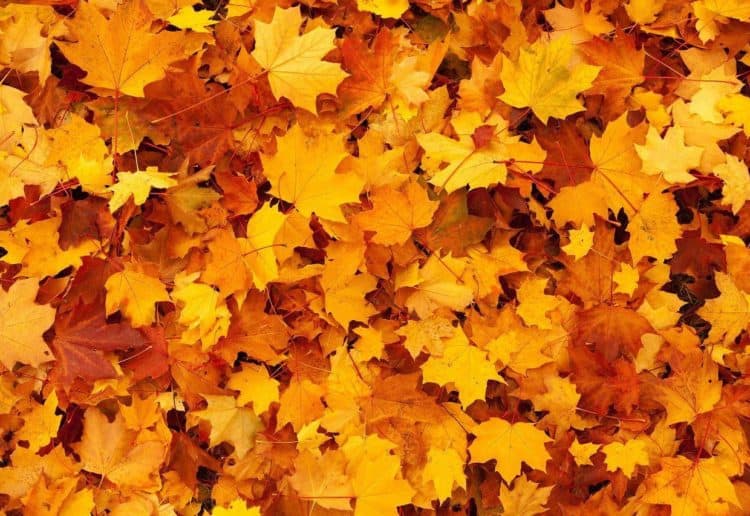 readers poem harvest