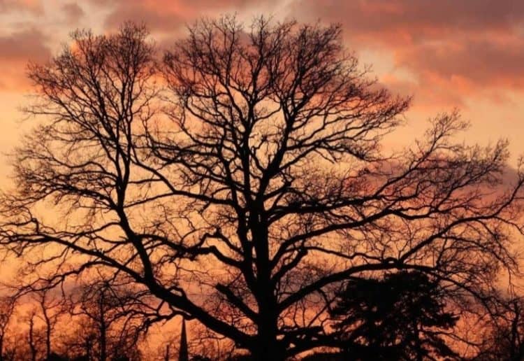 tree