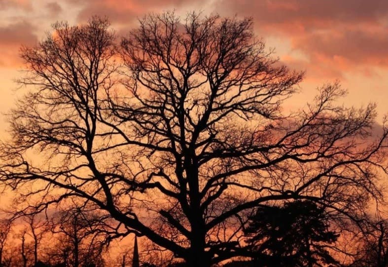 Earley photographer launches tree themed calendar for 2022 Reading