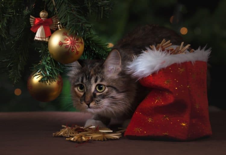 cat
