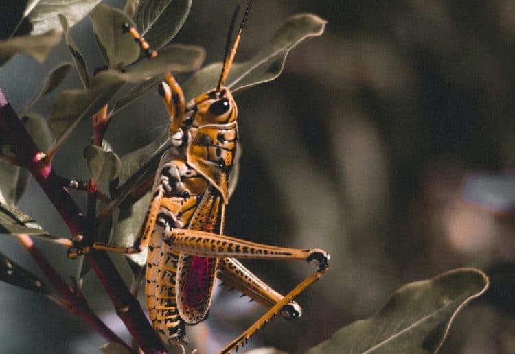 Bushtucker trials are part of I'm A Celebrity, Get Me Out of Here! Picture: witchkingblogs / unsplash