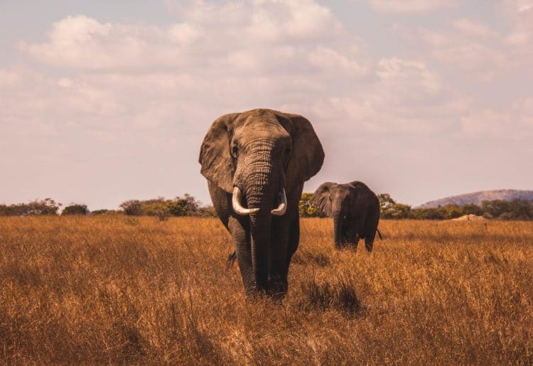 elephants