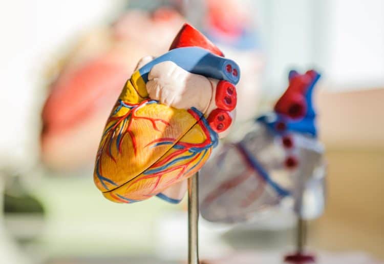 The number of people waiting more than six weeks for a heart scan has soared. Picture:  jesse orrico on Unsplash