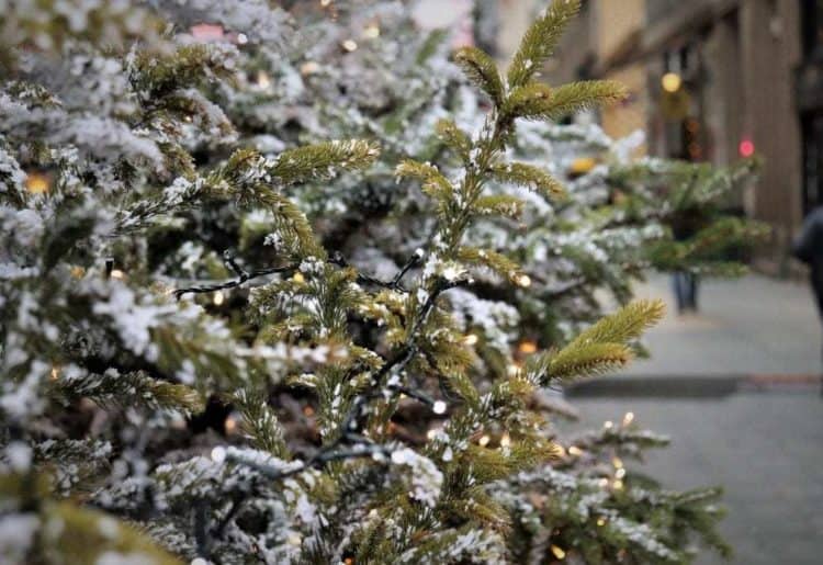 winter wonderland