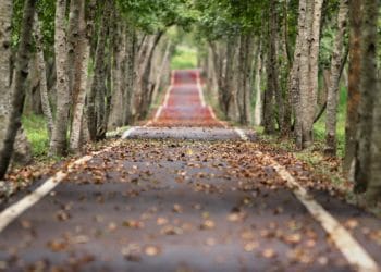 Reading secures £40,000 for new trees across the borough