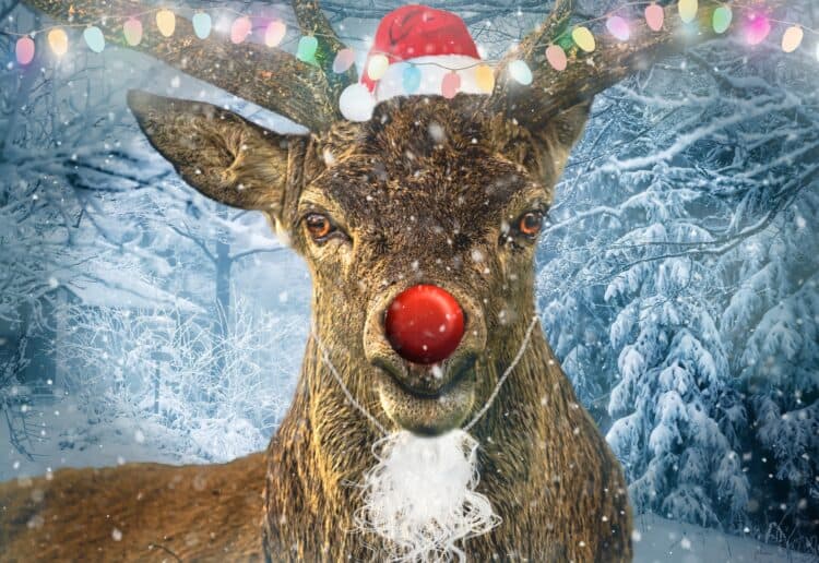 Santa's mate Rudolph the Red Nose Reindeer Picture: Pixabay