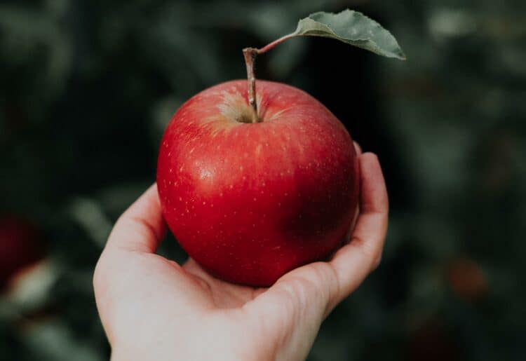 Will Snow White eat the apple? Shinfield Player will perform the panto, set to the music of ABBA Picture: Priscilla Du Preez on Unsplash