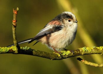 Will you see a long-tailed tit in your garden?