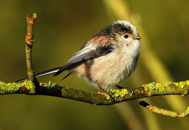 Will you see a long-tailed tit in your garden?