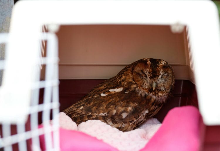 Luna the Tawny owl - Photo by Tina Cleary Photography