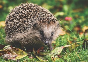 hedgehog