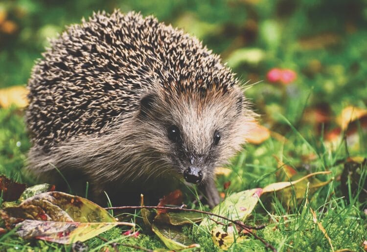 hedgehog