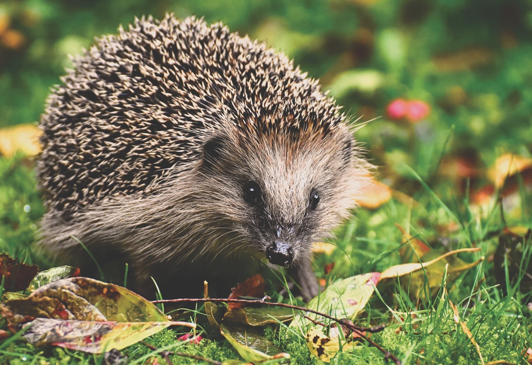 How to care for wildlife in your garden – Reading Today Online