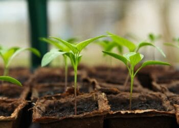 Gardening has been enjoyed by Brian during lockdown