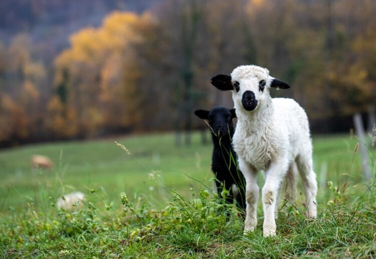 lamb