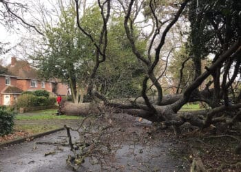 An oak tree brought down by Storm Eunice