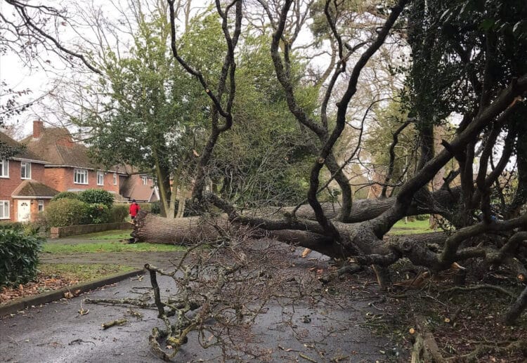 An oak tree brought down by Storm Eunice
