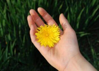 Picture: Gaertringen via Pixabay