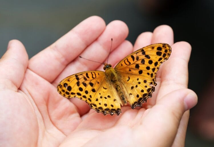 A butterfly Picture: HeungSoon from Pixabay