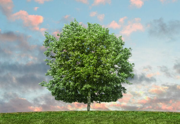 Southcote is hosting a wellbeing day on Saturday, March 19