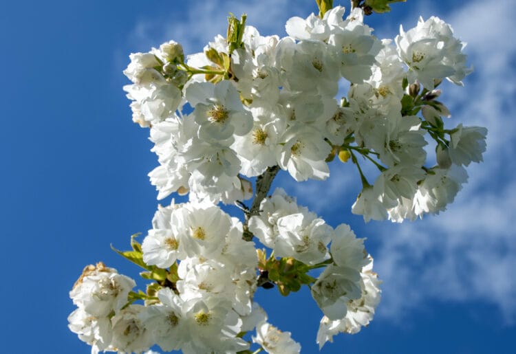 blossom