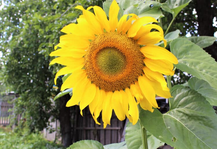 sunflower
