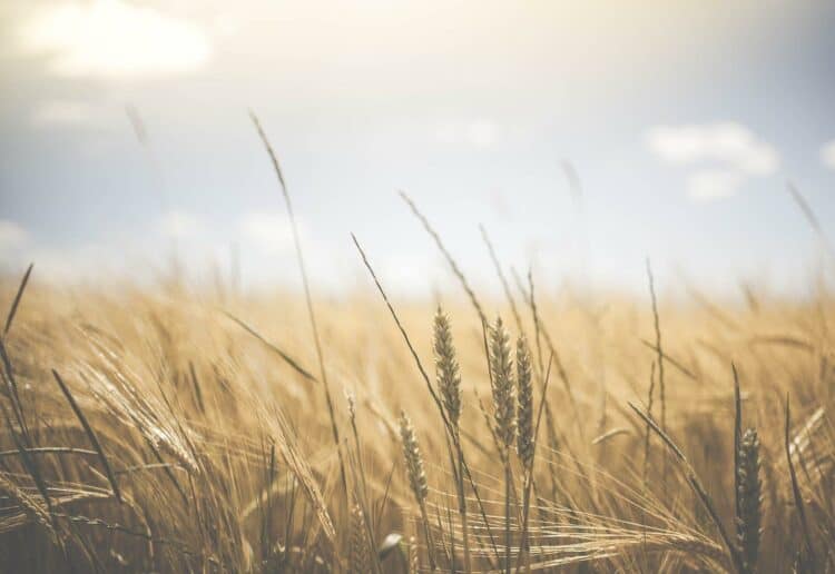 wheat