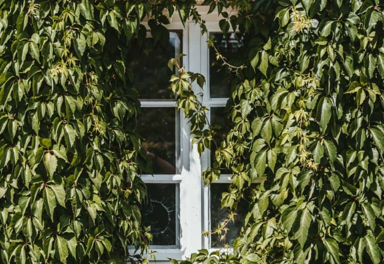 ivy