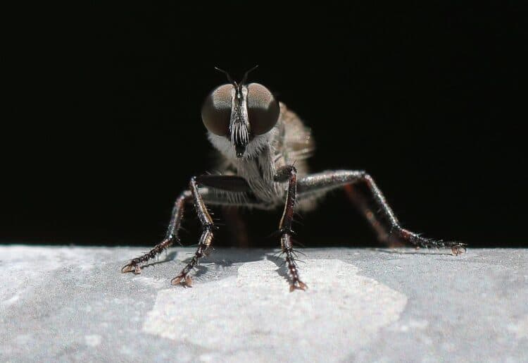 fly