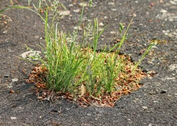 grass