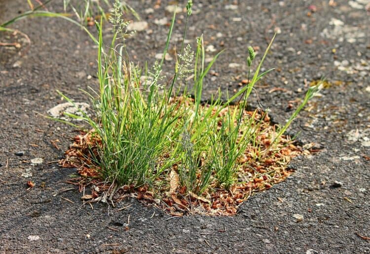grass