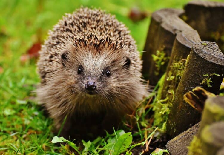 hedgehogs