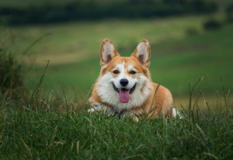 dog