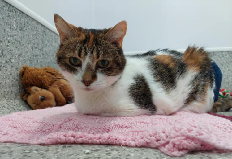 Among the cats currently being looked after by the charity is Kika, who is being treated for diabetes after her previous owner passed away. Picture: Courtesy of Cats Protection