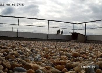 Peregrine Falcon family settles atop the Blade