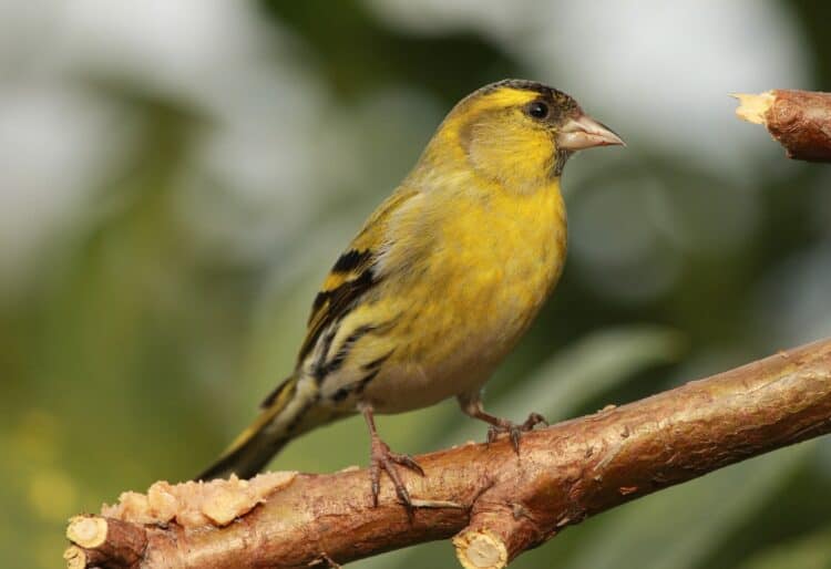 bird
