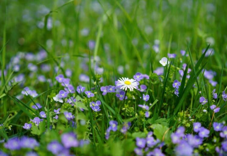 Alana House is one of three charities in Berkshire to have been given the Queen's Award for voluntary service this year. Picture: Hans Braxmeier via Pixabay