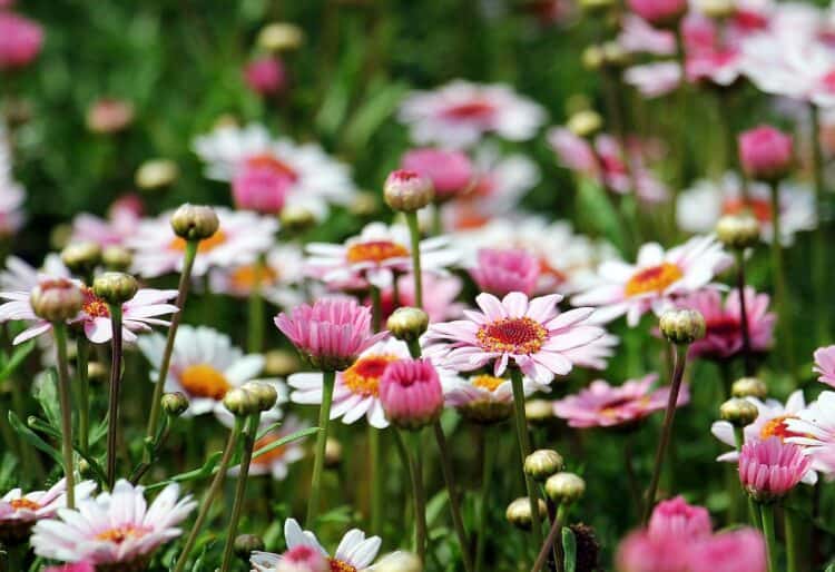 A number of gardens in Swallowfield will be opened for charity next month Picture:  S. Hermann & F. Richter from Pixabay