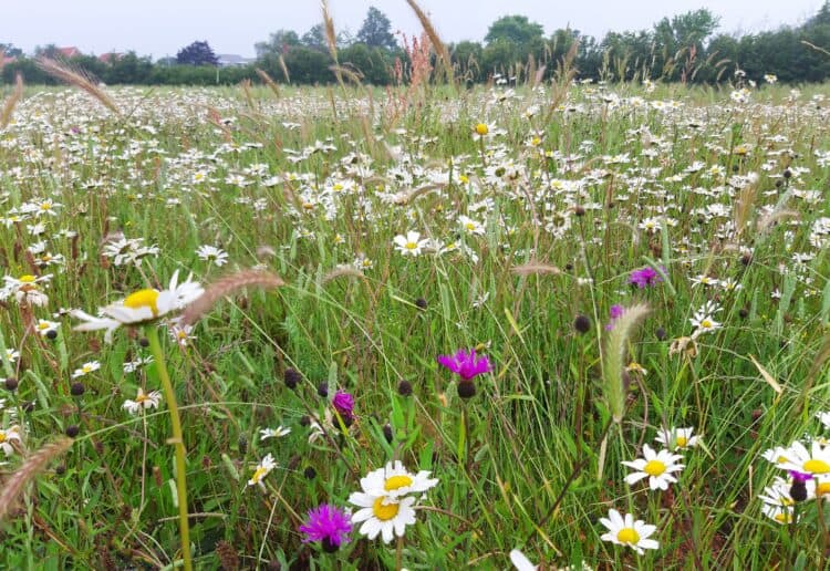 Langley Mead is 18 hectares of countryside along the banks of the River Loddon, owned and managed by the University of Reading Picture courtesy of the University of Reading