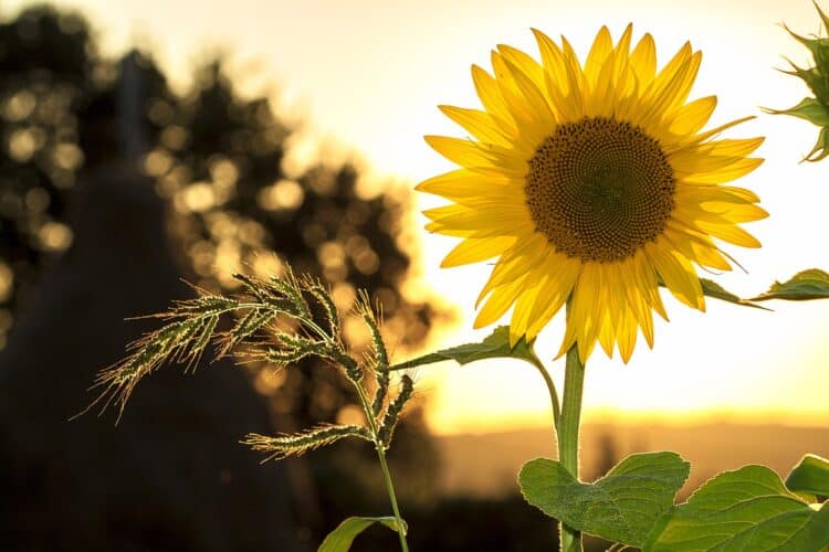 Picture: Mircea Ploscar via Pixabay