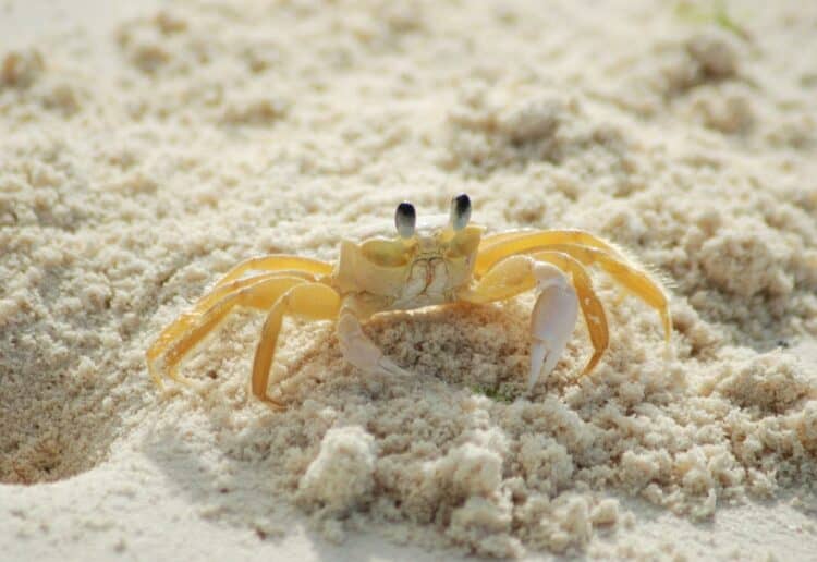 crab