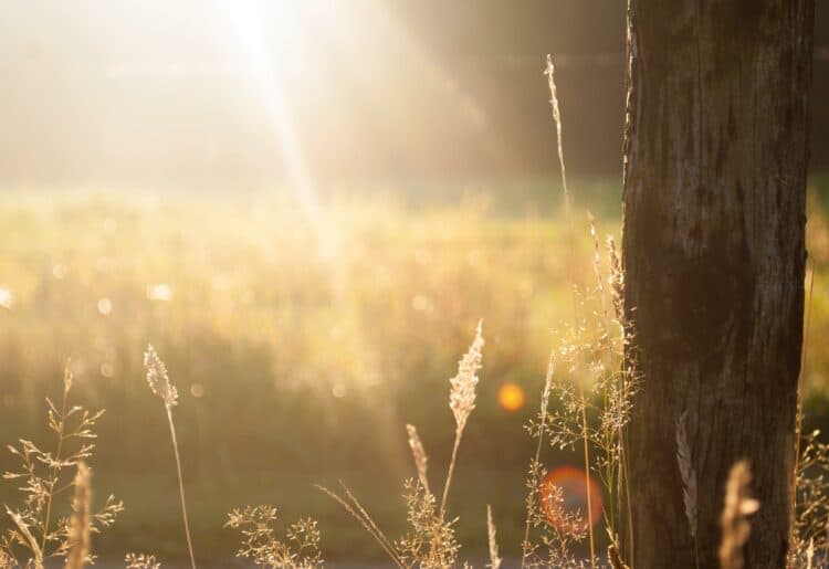 sunshine