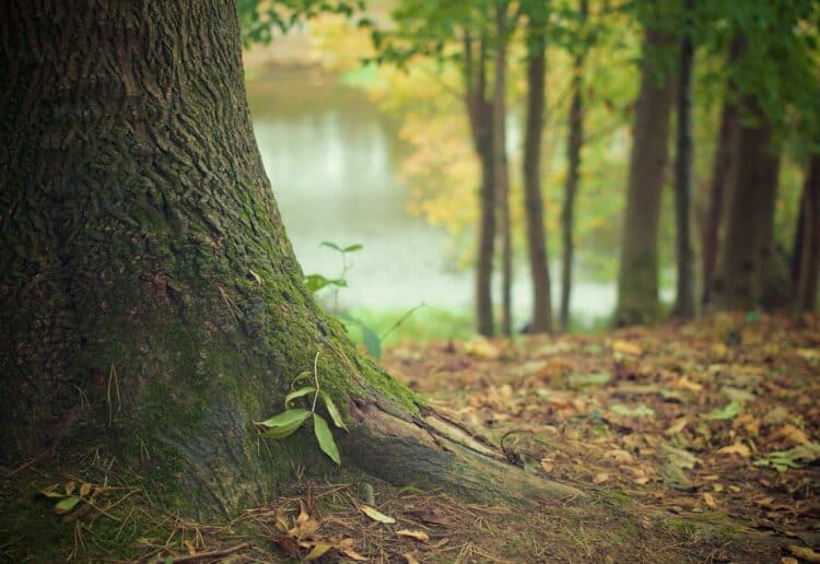 Ancient woodland will be on show in Tutts Clump Picture: Picography/Pixabay