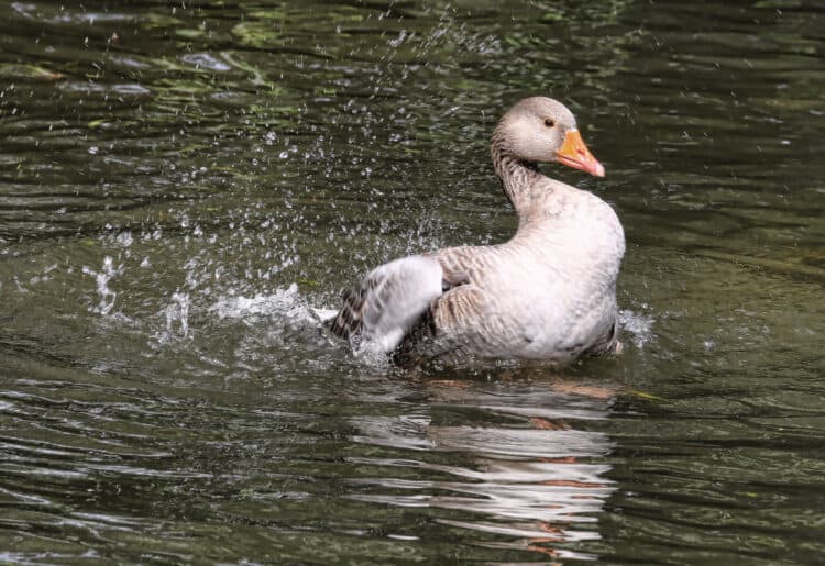 A hot duck cools down on the water Pics by Dijana Capan DVision Images