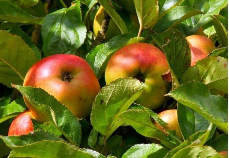 Cox's Orange Pippins