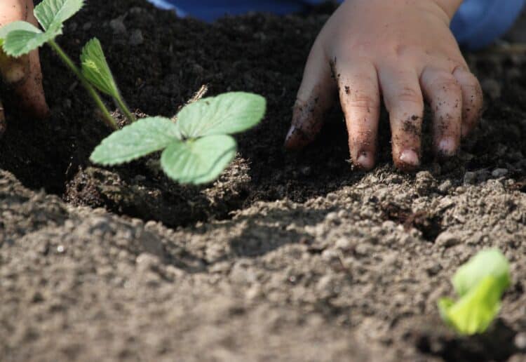 An open morning at Pangbourne allotments will see a growing interest in gardening Picture: Kurt Bouda from Pixabay