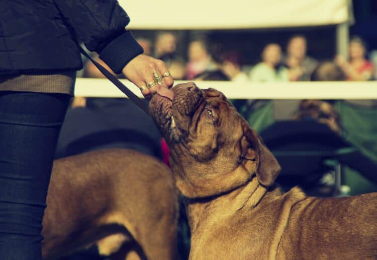 A dog show is to take place at South Hill Park Picture posed by a good boy: Jan Steiner from Pixabay