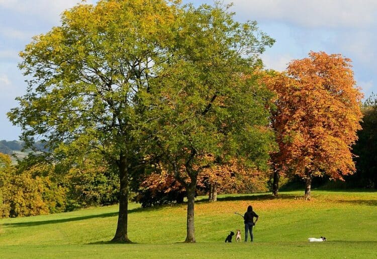 Arthur Newbery Park. Picture: Oswald Bertram via Wikimedia Commons