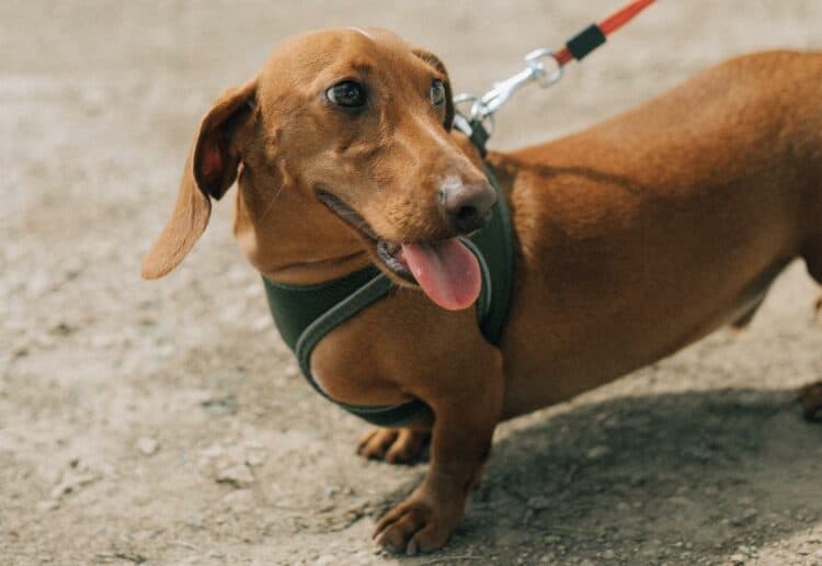 Revolucion de Cuba will be home to a puppy-party when the Dachsund Cafe's disco takes over on Saturday, September 4. Picture: Andre Tan via Unsplash